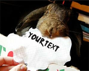 Rabbit
